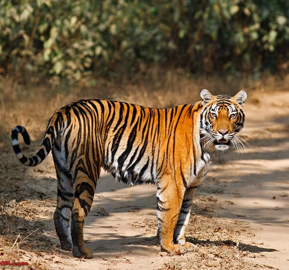 Satpura National Park Pachmarhi